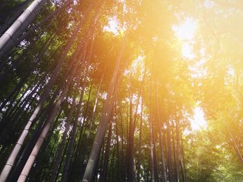 Low angle view of trees