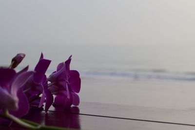 Close-up of purple flowers on table at beach against sky during sunset