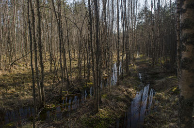 Trees in forest