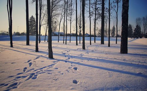 Trees on snowy field during winter