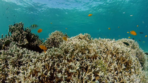 Fish swimming in sea