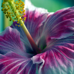 Close-up of pink flower