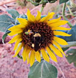 Close-up of bee pollinating on flower