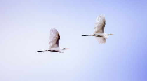 Low angle view of great egrets flying against clear sky