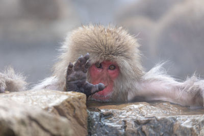 Japanese snow monkey in hot spring