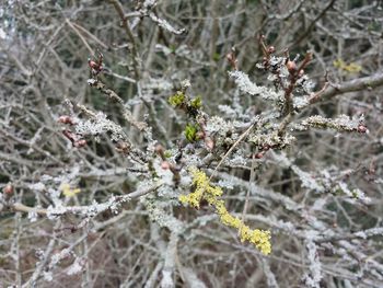 Close-up of frozen plant on tree during winter