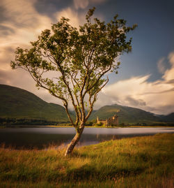 Tree on field by lake against sky