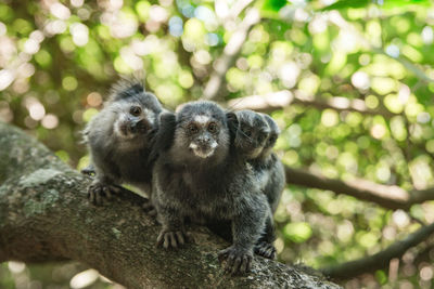 Close-up of monkey in zoo