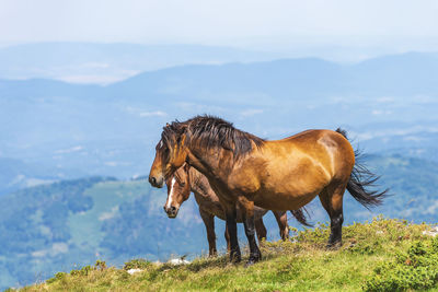 View of an animal on field