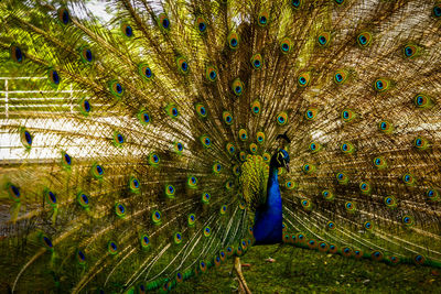 Full frame shot of multi colored umbrella