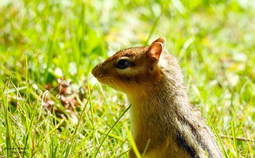 Close-up of a rabbit on field