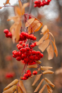 Close-up of red berries growing on plant during autumn