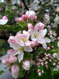 Close-up of pink flowers blooming on tree