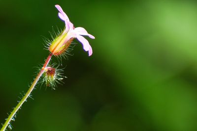 Close-up of flowering plant against blurred background