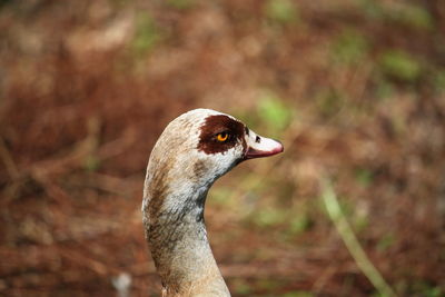 Close-up of a bird