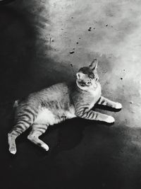 Cat sitting