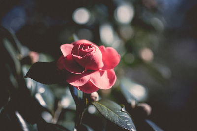 Close-up of red rose on sunny day