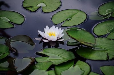 Close-up of lotus water lily in lake