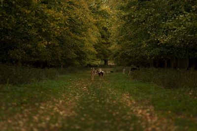 Deer standing on grass amidst trees in forest