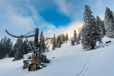 Trees on snow covered land against sky