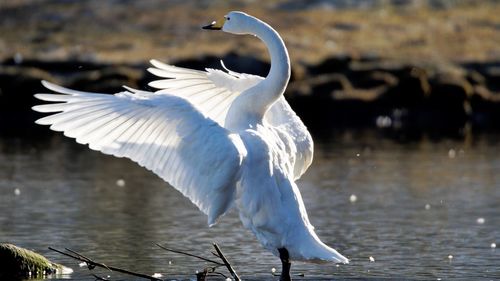 View of a bird flying over lake