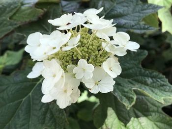 Close-up of white flowering plant