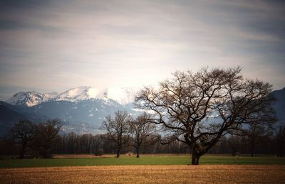 Bare trees on field against sky