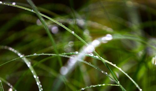 Close-up of water drops on spider web