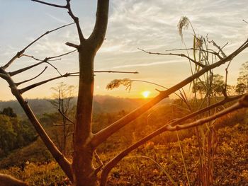 Plants growing on land against sky during sunset