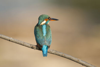 Close-up of bird perching on branch