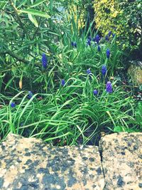 Purple flowers growing on tree