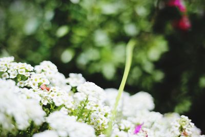 Close-up of white flowering plants