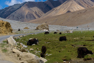 View of yaks grazing in a field