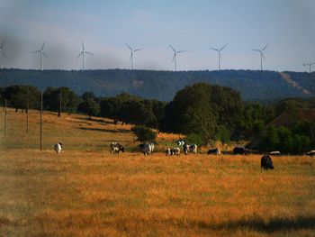 Scenic view of farm