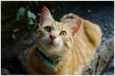 Close-up portrait of cat sitting outdoors