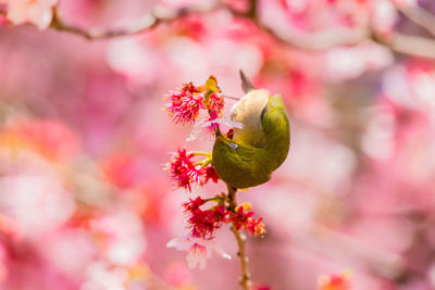 Close-up of insect on pink flower