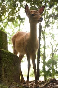 Deer standing on a tree