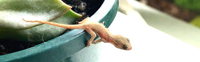 Close-up of lizard on leaf