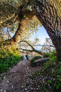 Low angle view of trees growing in forest