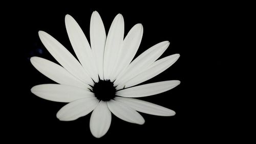 Close-up of flower over black background