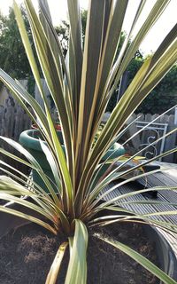 Close-up of palm leaf