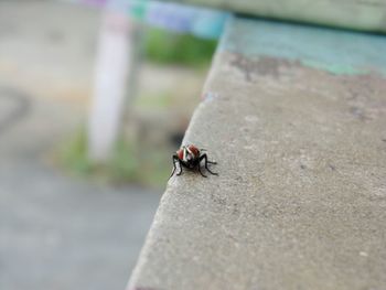 Close-up of insect