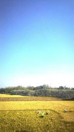 Scenic view of field against clear blue sky