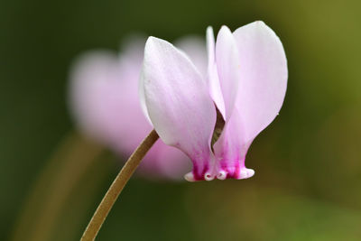 Close-up of pink crocus flower