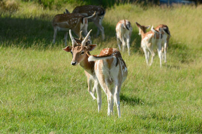 Fallow deers on the meadow of a farm.