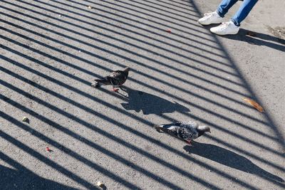 Low section of person by pigeons on road with railing shadow