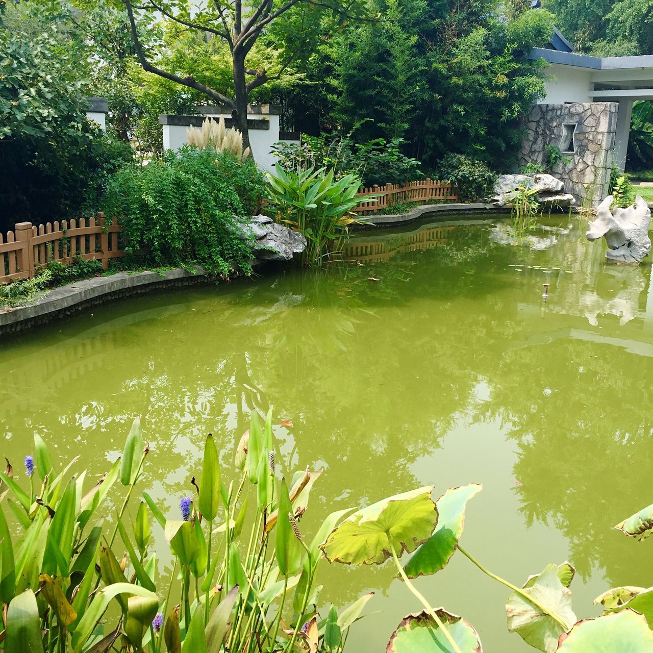 water, pond, leaf, reflection, green color, plant, building exterior, growth, architecture, tree, built structure, lake, nature, waterfront, outdoors, floating on water, day, beauty in nature, water lily, river