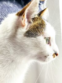 Close-up of cat looking away