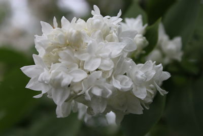 Close-up of white rose flower