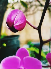 Close-up of pink flower